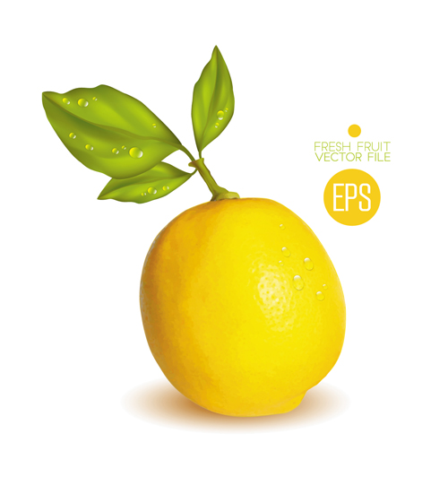 Fresh fruit citrus vector material set 07  