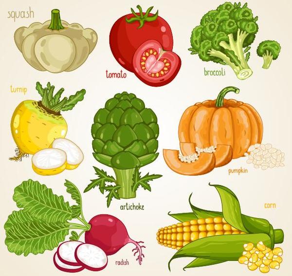 Légumes frais avec illustration vectorielle de nom 04  