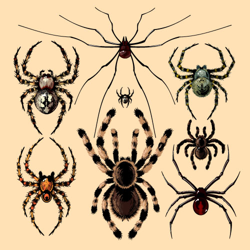 Realistic spider vector material 05  