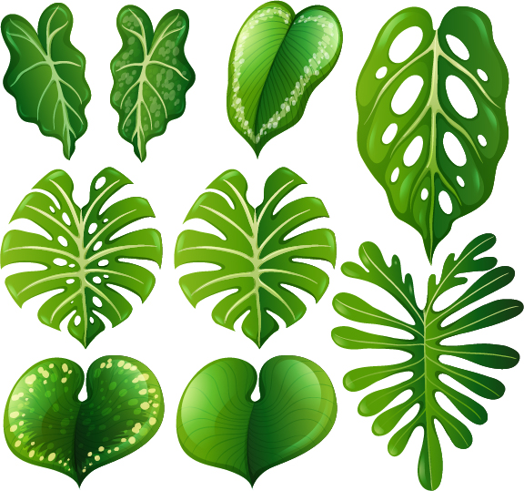 Tropische plant bladeren vector set 03  