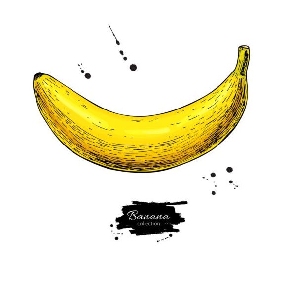 バナナ ハンド描画ベクトル素材 03  