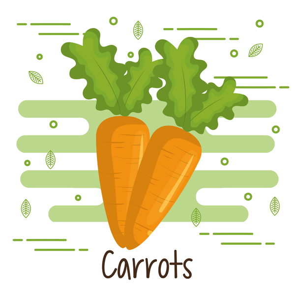 Carrots healthy food vector  