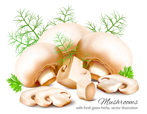 Realistic mushrooms vector material  