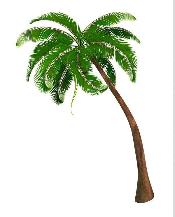 Vecteurs d’illustration réaliste palm tree 03  
