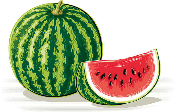 Fresh juicy watermelon with ripe vector material 07  