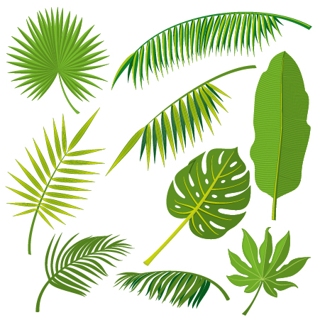 Tropical plant leaves vector set 02  