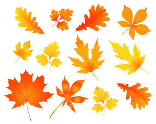 Various autumn leaves vector set material 01  
