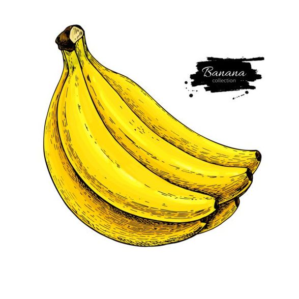 バナナ ハンド描画ベクトル素材 02  