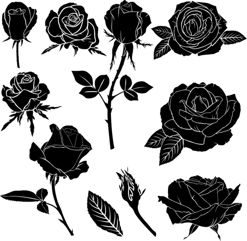 Black rose vector illustration  