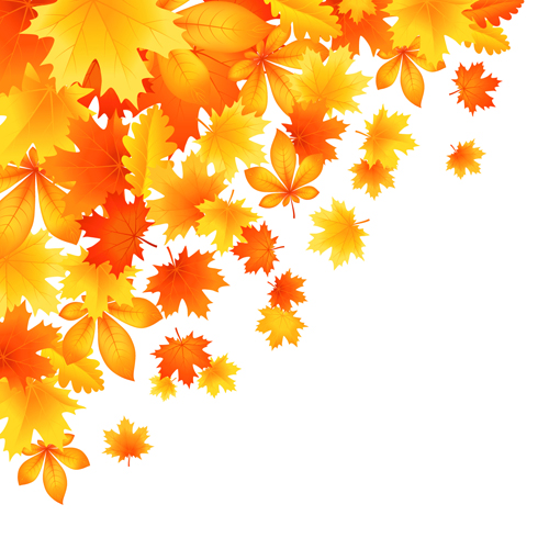 Beautiful autumn Leaves vector 01  