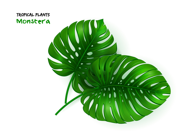 vecteur de feuille de monstera plantes tropicales  