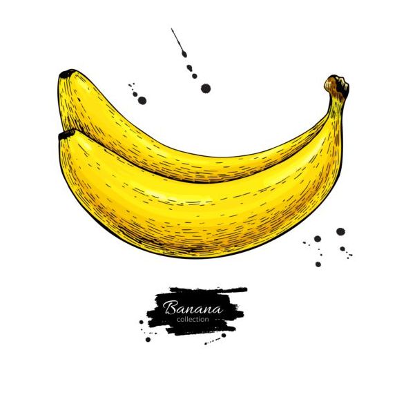 Banana hand darwing vector material 01  