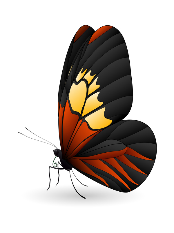 Papillon beau vecteur de conception  