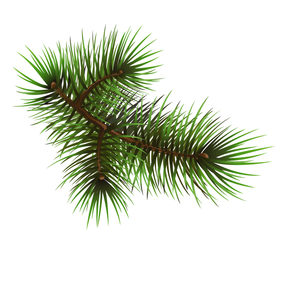 Christmas fir  
