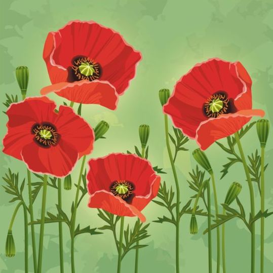 Poppies flower with green grunge background vector  