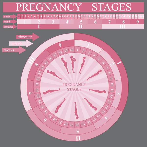 Pregnancy stages infographic template vector 06  
