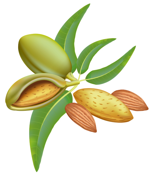 Realistic almond vectors material 02  