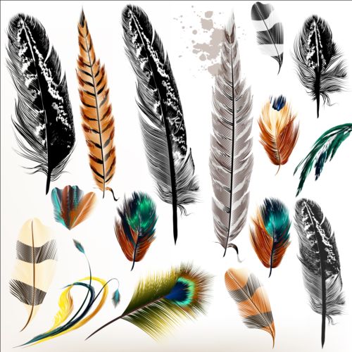 Various dird feathers set vector 04  