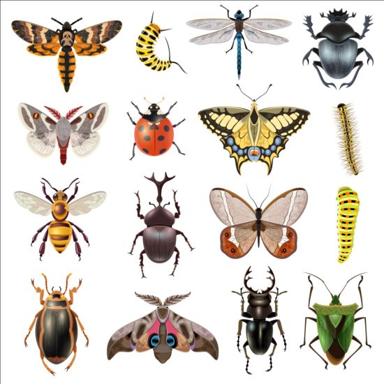 Vektor insekter enorm samling 01  