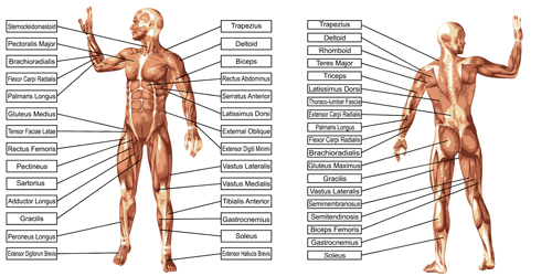 Vector human structure graphic set 07  
