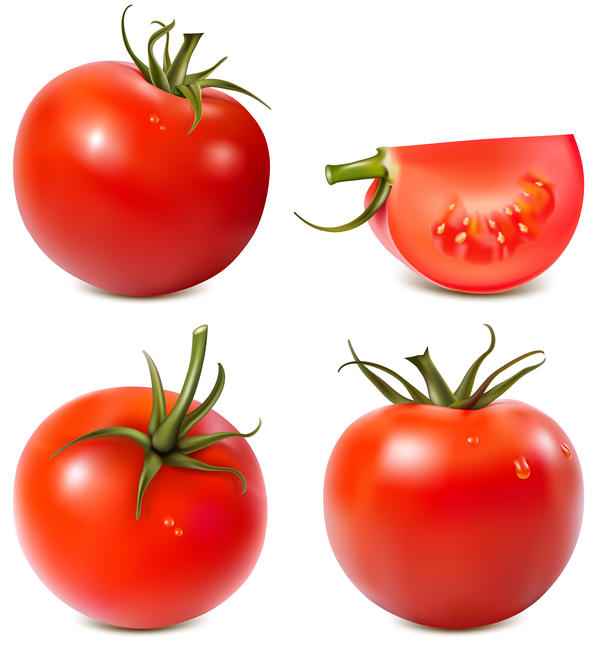 4 kind tomato illustration vector  