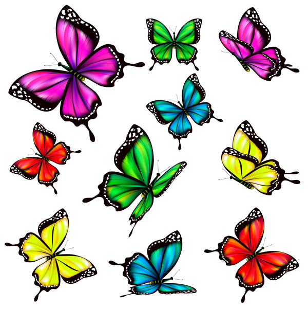 Butterfies colorés vector illustration set 06  