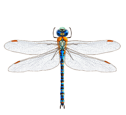 Realistic dragonfly vector material  