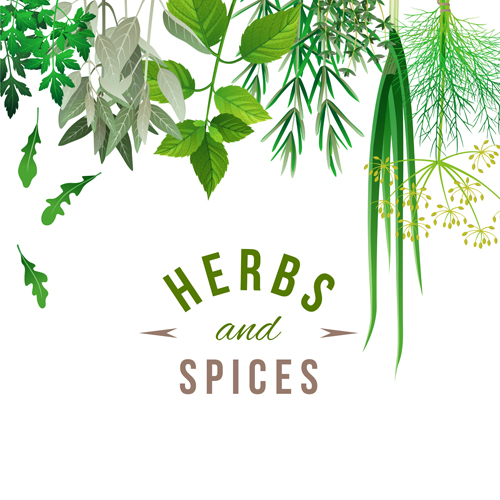 Refreshing herbs and spices vector background 02  