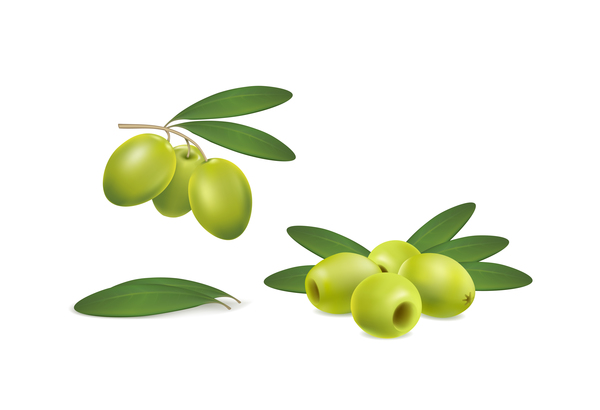 Grüne Oliven auf weißem Hintergrund Vektor 01-Set  