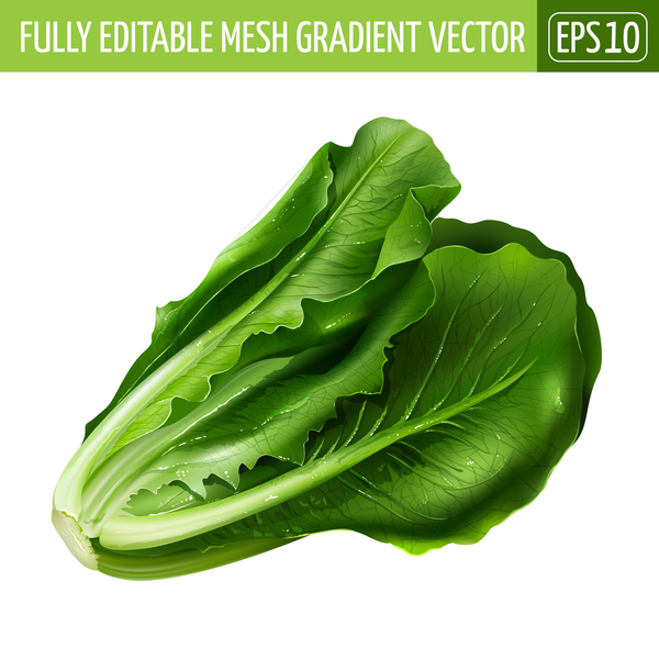 China cabbage realistic vectors  