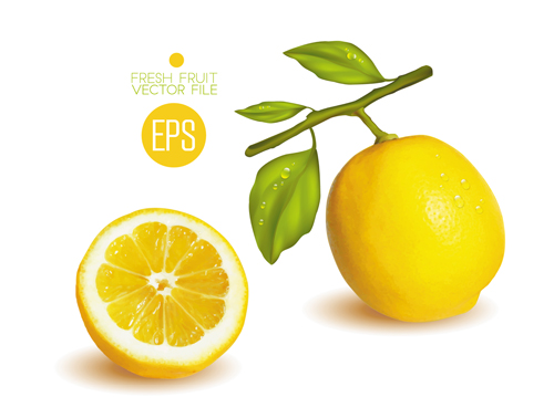 Fresh fruit citrus vector material set 05  