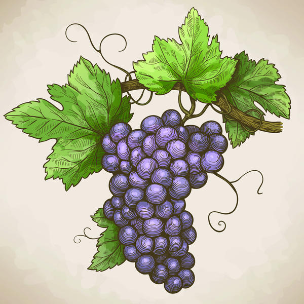 Vecteur rétro raisins dessinés à la main  