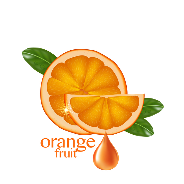 オレンジフルーツベクトルイラスト03  