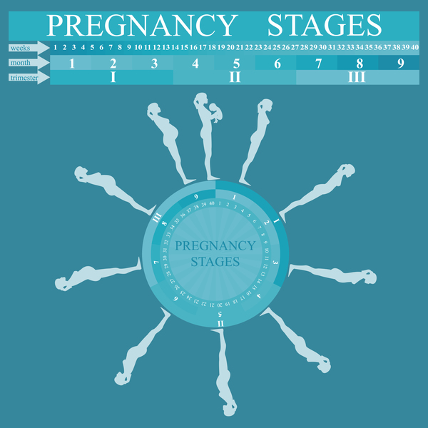 妊娠段階インフォ グラフィック テンプレート ベクトル 05  