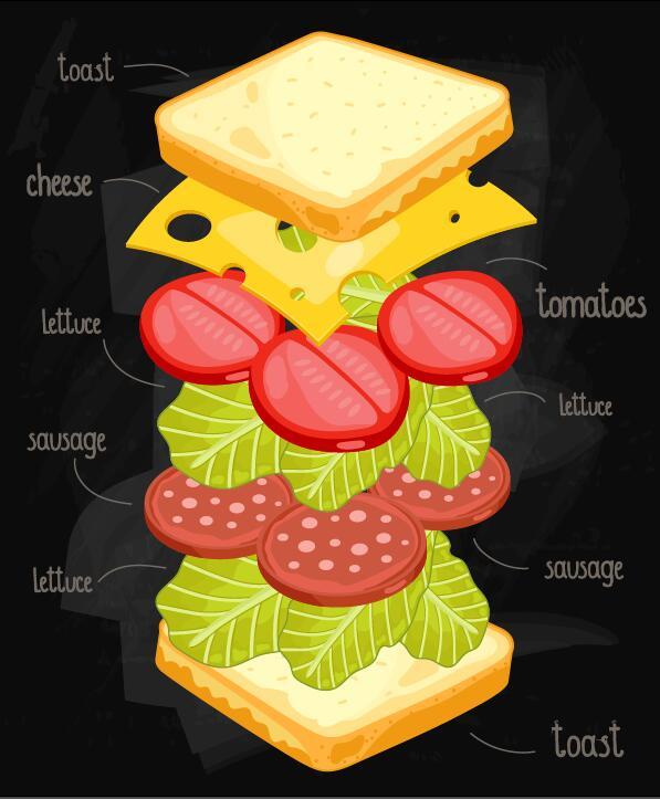 Sandwich ingredients infographic vector 03  