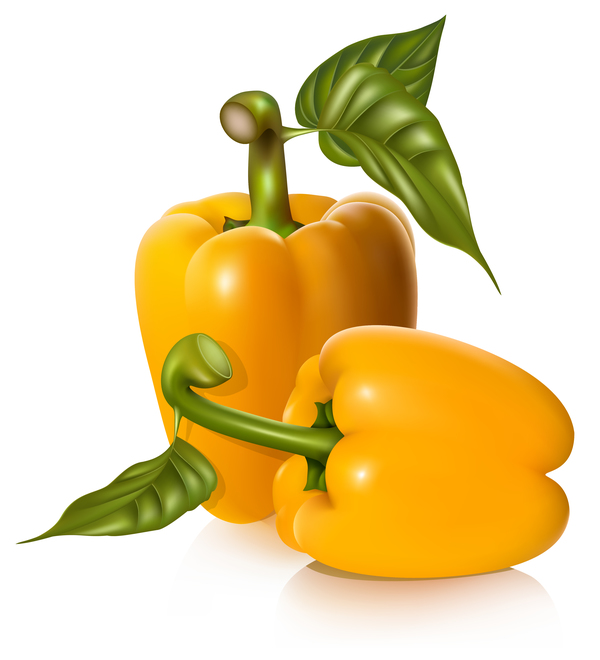 Yellow pepper vector illustrtion 03  