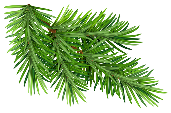 Christmas fir  