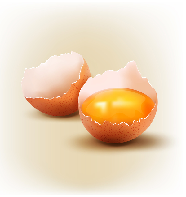ひびの入った卵ベクトル 02 シェル  