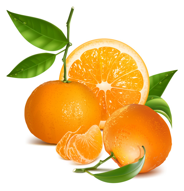 新鮮な柑橘類のイラストベクター04  