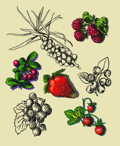 Hand drawn berry creative vector material  