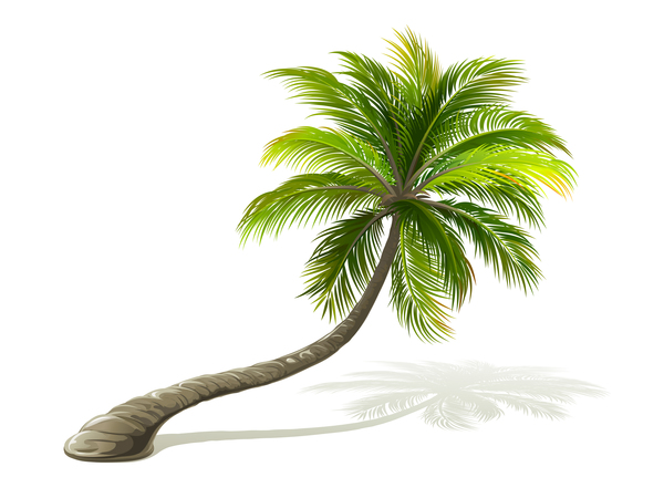 Realistic palm tree illustration vectors 01  