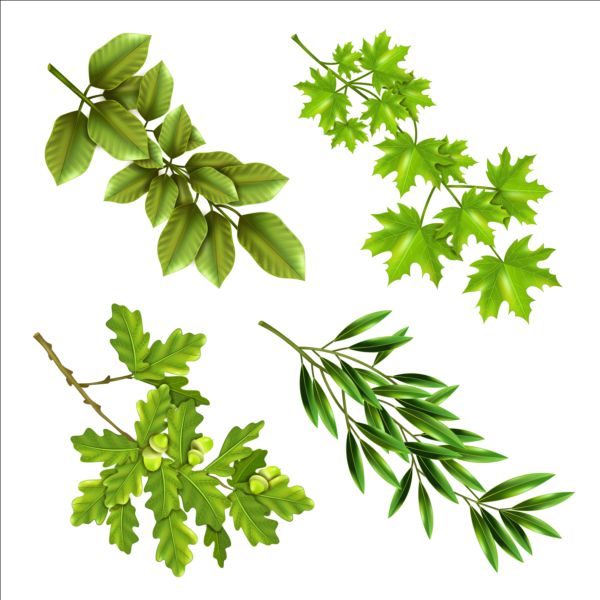 Rrees branches with green leaves vector  