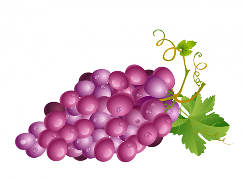 Vector Juicy grapes design graphic set 08  