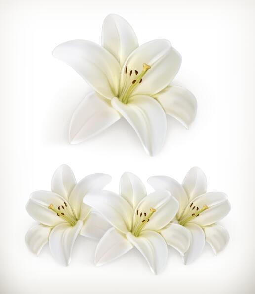 Illustration vectorielle de belle fleur blanche 02  