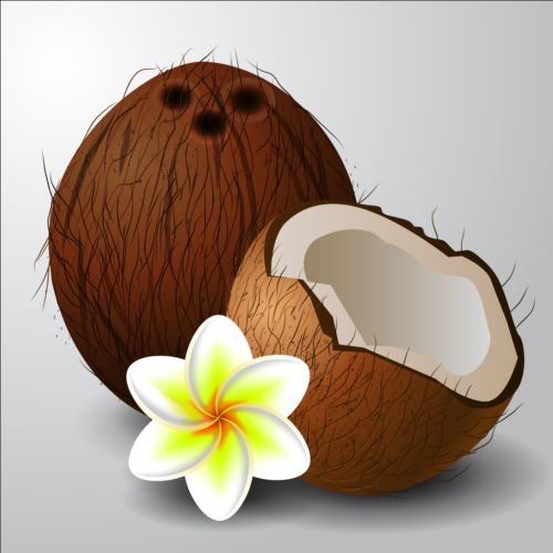 Coconut with white flower vector  