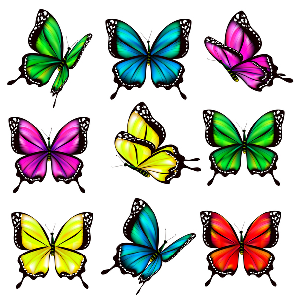 Butterfies colorés vector illustration set 05  