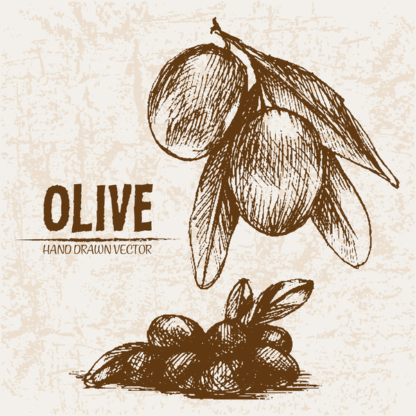Olive dessinés à la main vector design set 09  