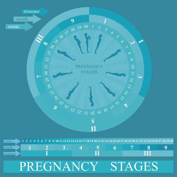 妊娠段階インフォ グラフィック テンプレート ベクトル 04  