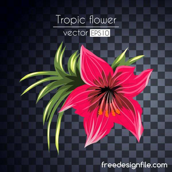 Vector vector illustration de fleurs tropicales 02  