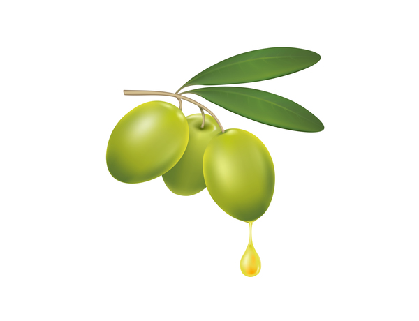 branche d’Olivier avec une goutte d’huile d’olive vector  